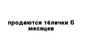 продаются тёлачки 6 месяцев 